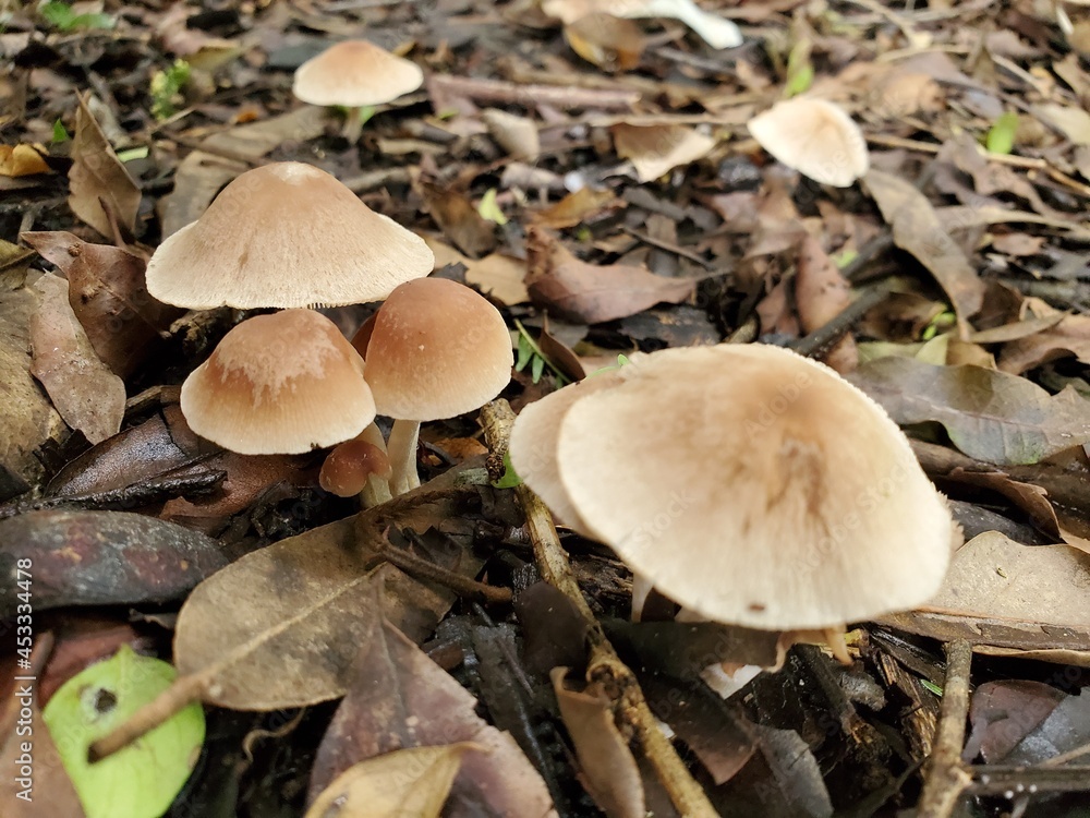 mushrooms in the woods mushrooms in the woods