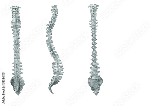 x image of spine