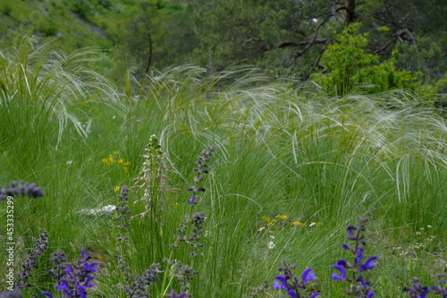 Echtes Federgras, Stipa pennata, Federgras photo