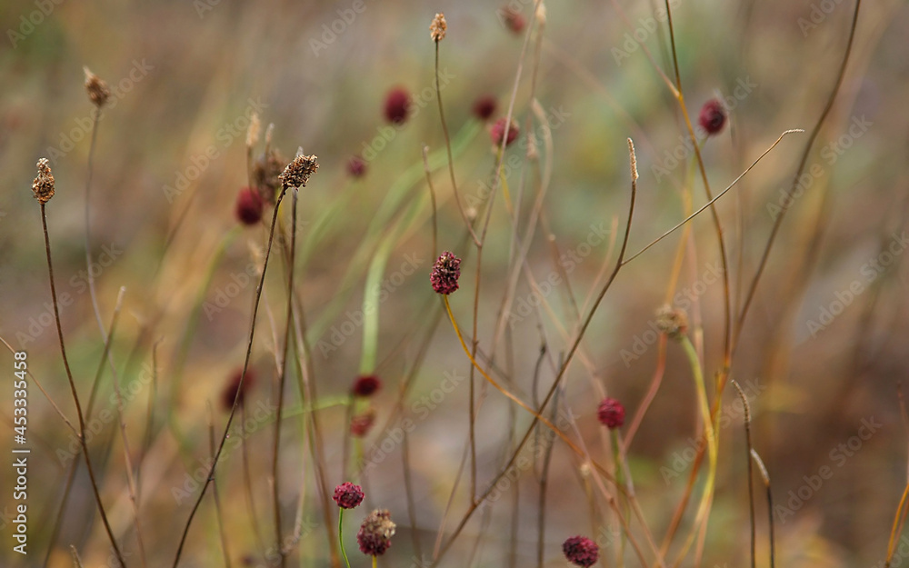 burnet medicinal