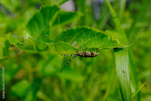 dragonfly on a green leaf © TONARINOMOAI