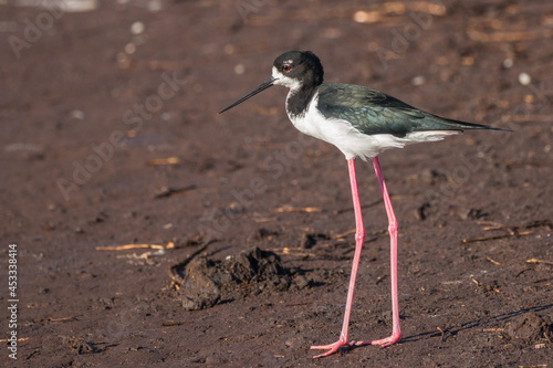 Black necked stilt