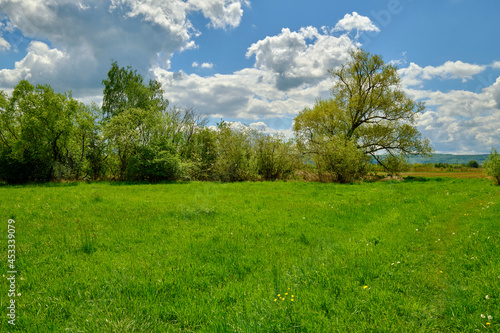 Niedermoor im Naturschutzgebiet Mainaue bei Augsfeld, Stadt Haßfurt, Landkreis Hassberge, Unterfranken, Franken, Bayern, Deutschland