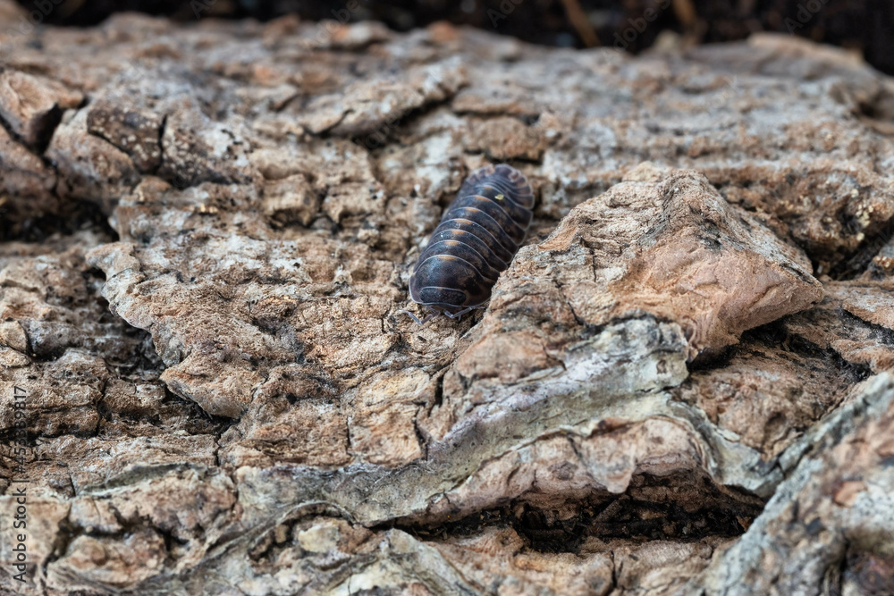 Isopod Cubaris species Platin crawling on marble. Isopod Cubaris species Platin crawling on marble.