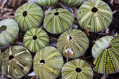 Piles of Urchin photo