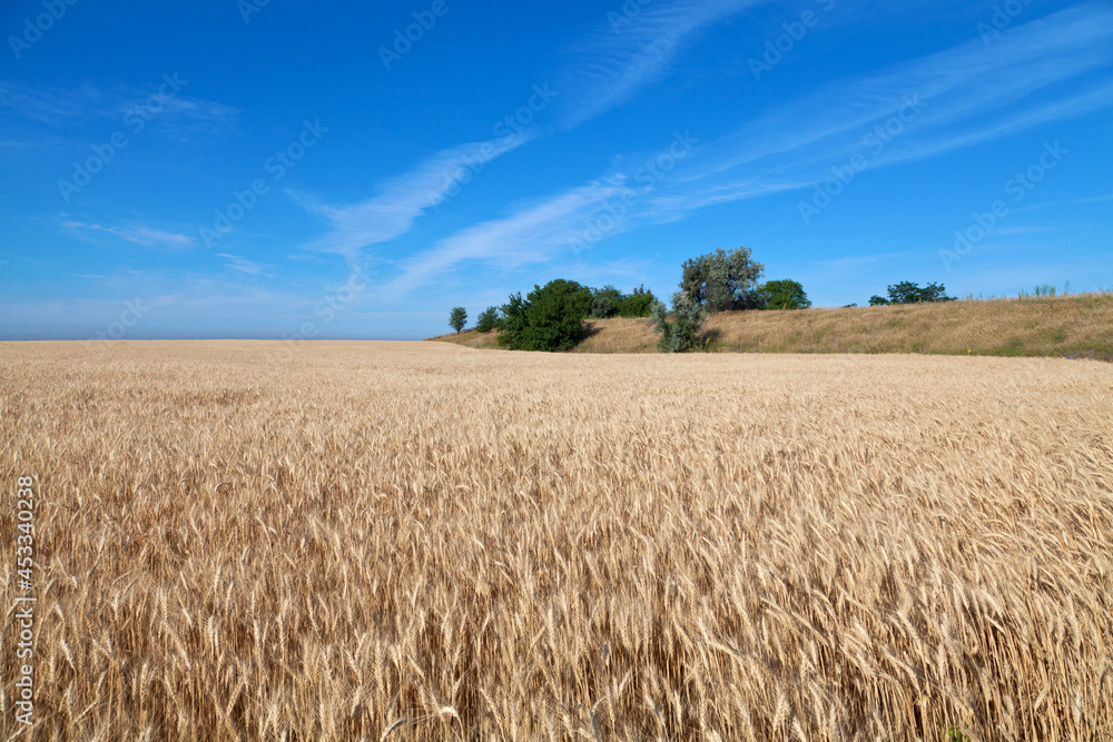 Golden wheat field under the blue sky.