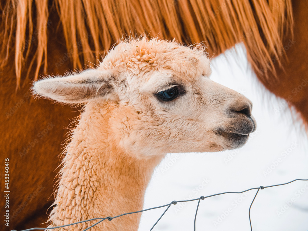 Fototapeta premium close up of a llama
