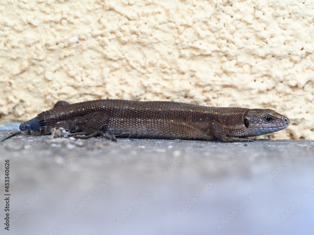 Obraz premium Lizard with no tail