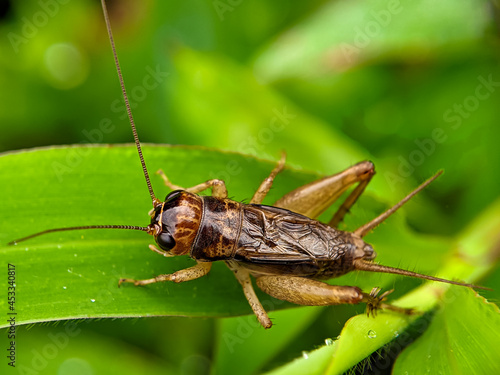 Velarifictorus micado is a cricket in the subfamily Gryllinae and tribe Modicogryllini. In malay called 