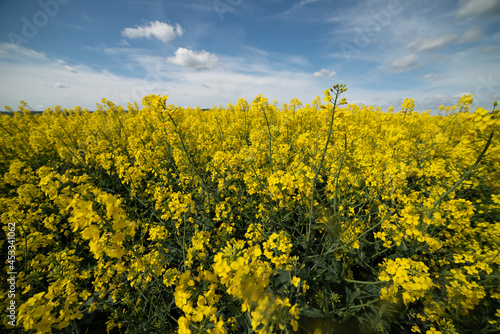 Yellow agriculture fields and clouds in the blue sky landscape