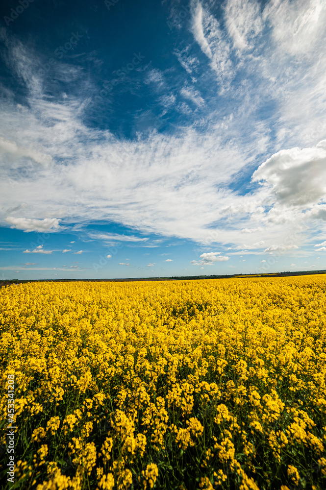 Obraz premium Yellow agriculture fields and clouds in the blue sky landscape