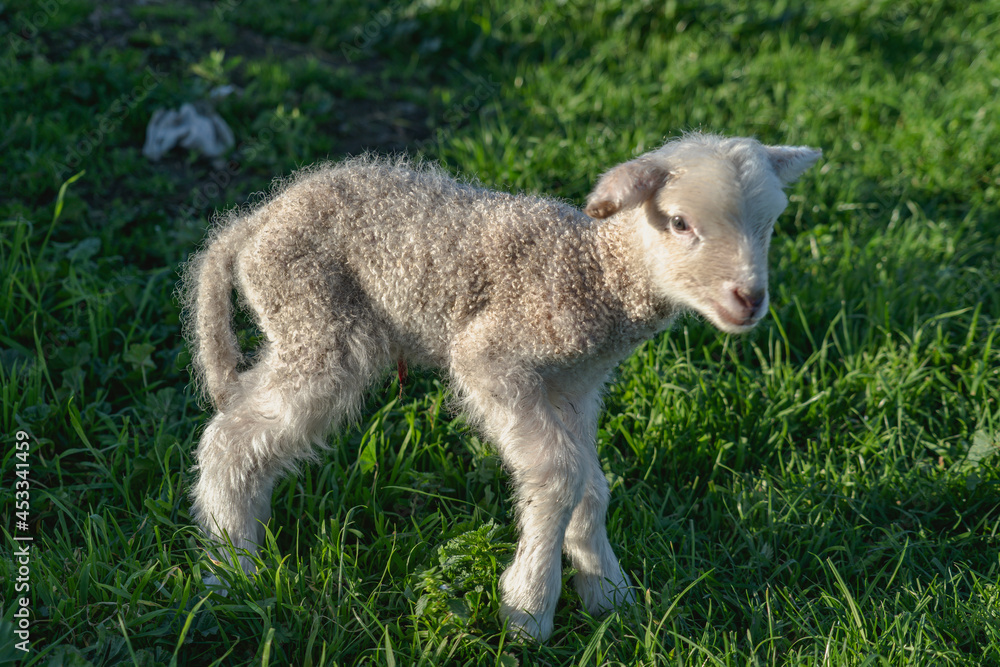 lamb lamb