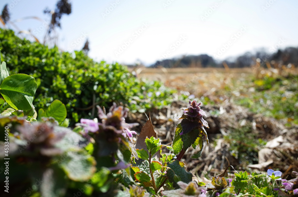 spring in the forest