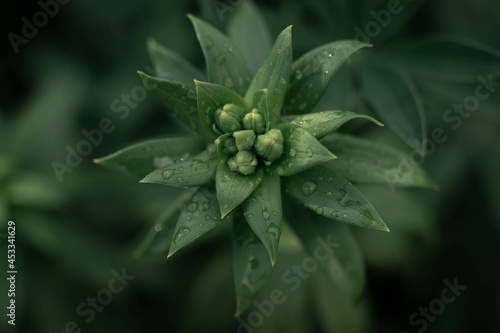 green plant with dew drops in vegetable garden and park