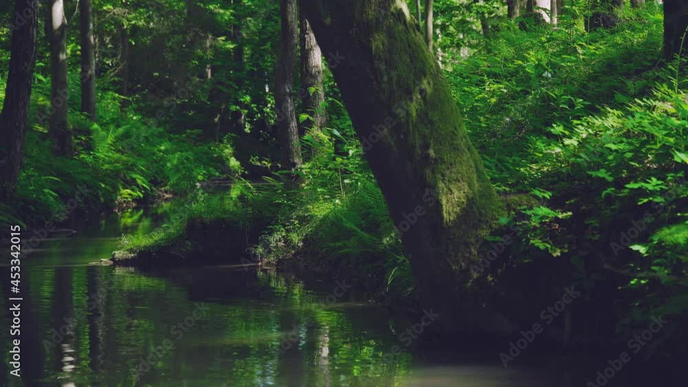 forest forest