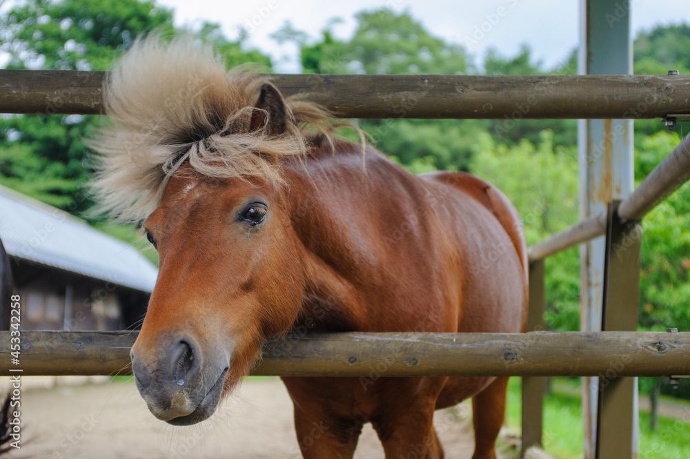 Obraz premium horse in stable
