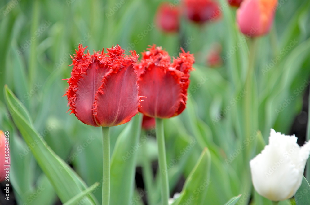 Obraz premium チューリップ、オタワ、カナダ