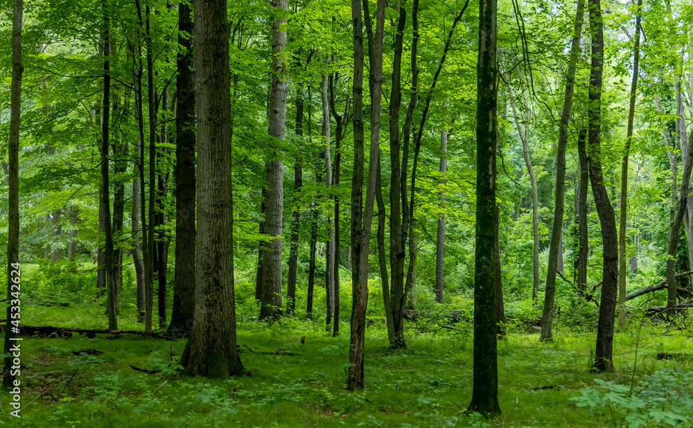 Lush green woodlands in summer time