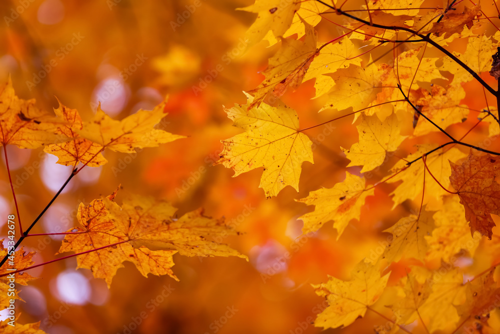 Bright colorful fall foliage of Maple leaves Bright colorful fall foliage of Maple leaves