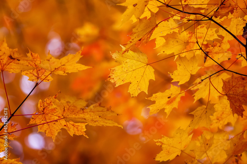 Bright colorful fall foliage of Maple leaves © SNEHIT PHOTO
