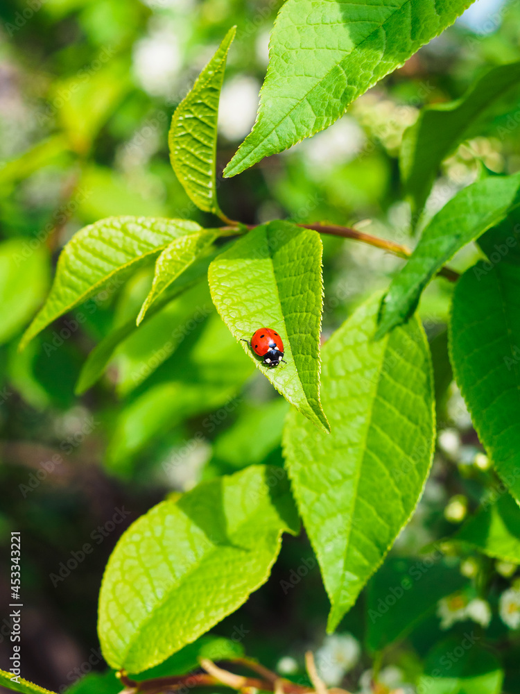 little ladybug on a leaf of bird cherry in spring little ladybug on a leaf of bird cherry in spring