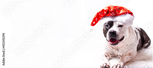 a dog in a Santa Claus hat. New Year's card