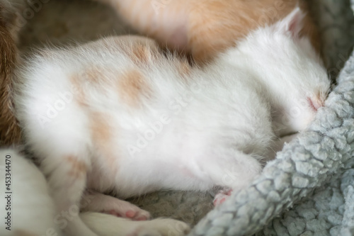 Small fluffy white kitten with red spots is sleeping sweetly on a blanket close-up