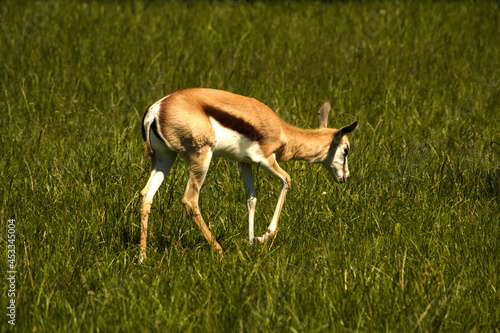 Fototapeta Naklejka Na Ścianę i Meble -  Gazelle on field