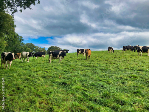 British cows in a grass field