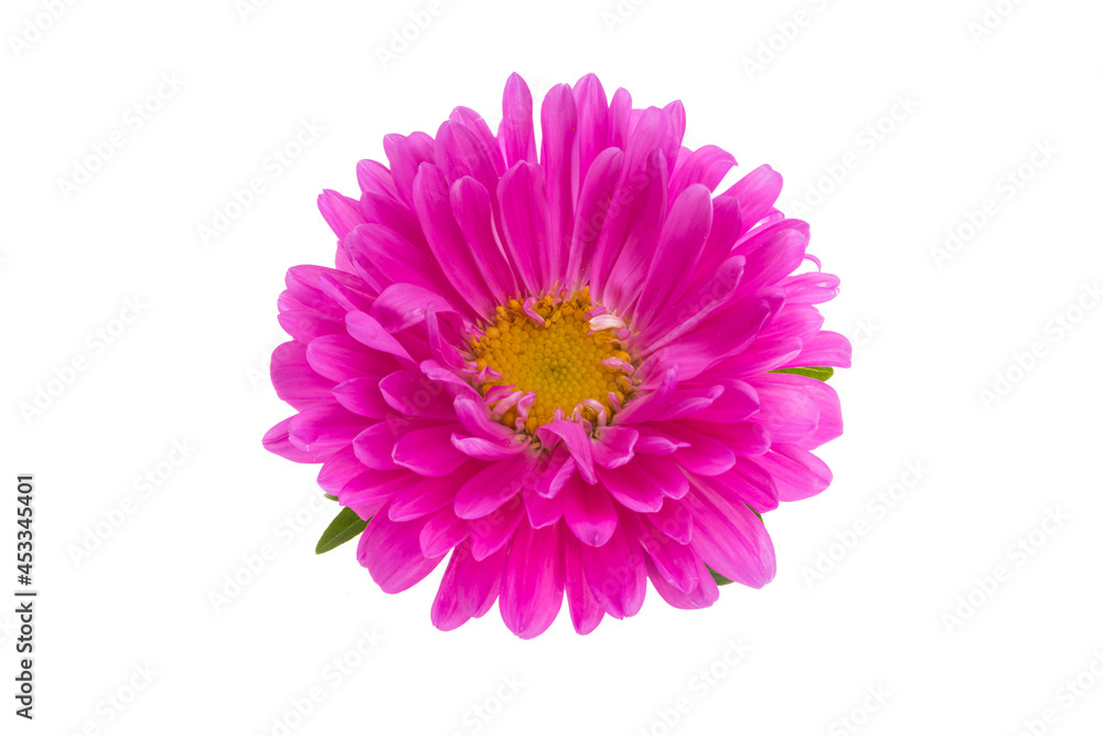 pink chrysanthemum isolated pink chrysanthemum isolated