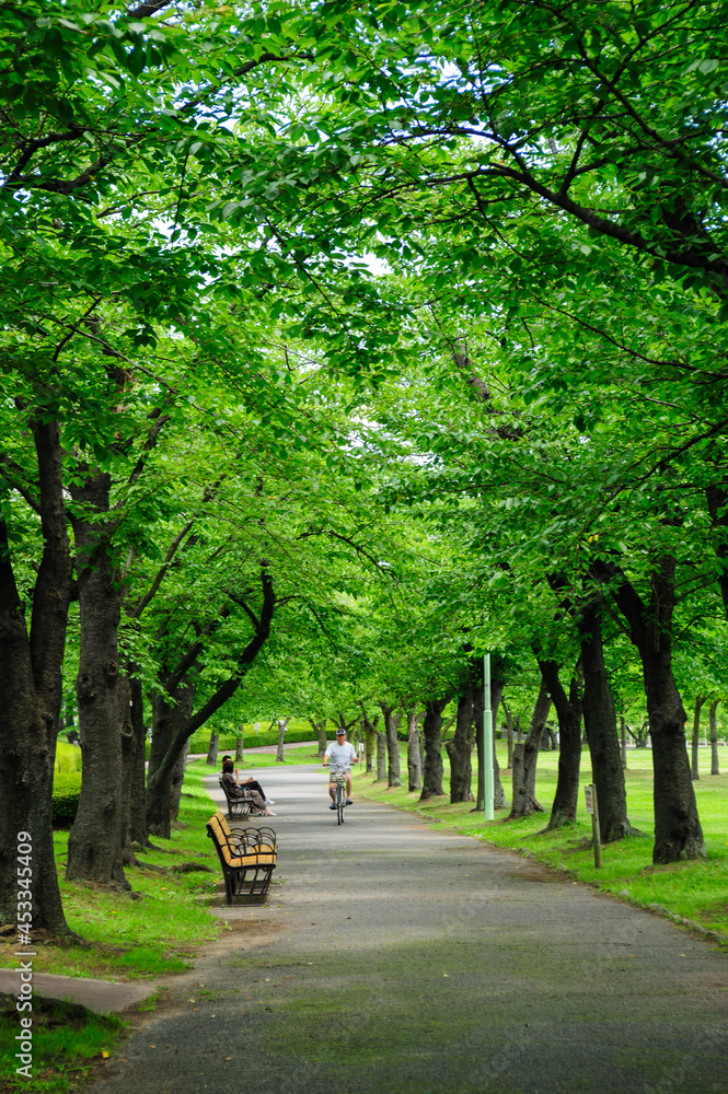 Fototapeta premium alley in the park