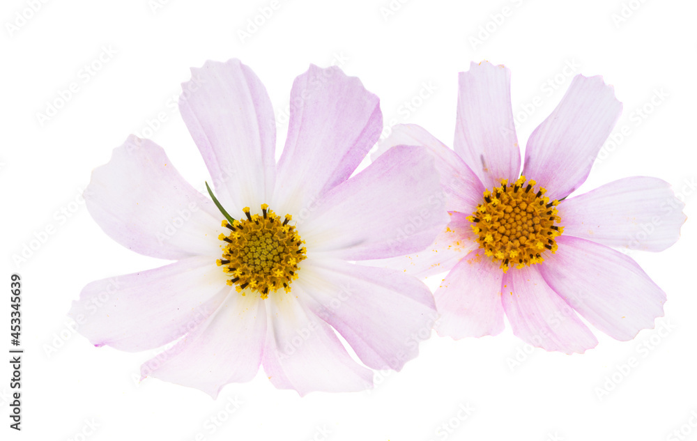 Fototapeta premium kosmeya flower isolated