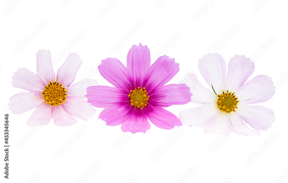 kosmeya flower isolated