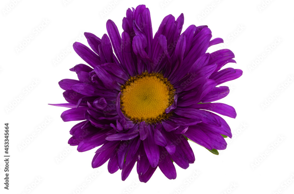 aster flower isolated