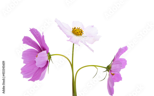 kosmeya flower isolated