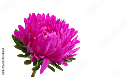 aster flower isolated © ksena32