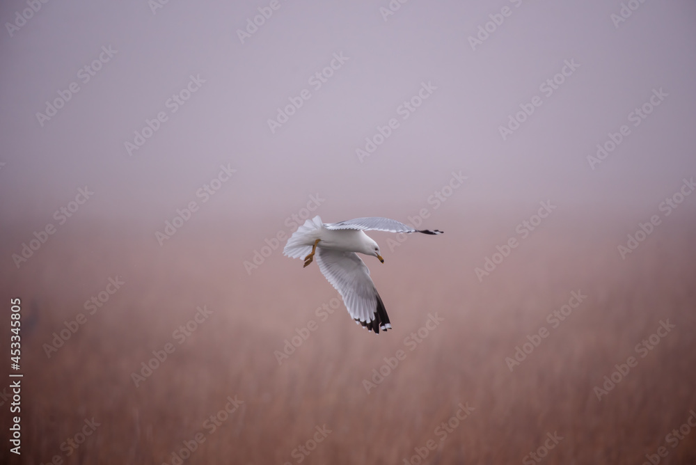 Fototapeta premium seagull in flight