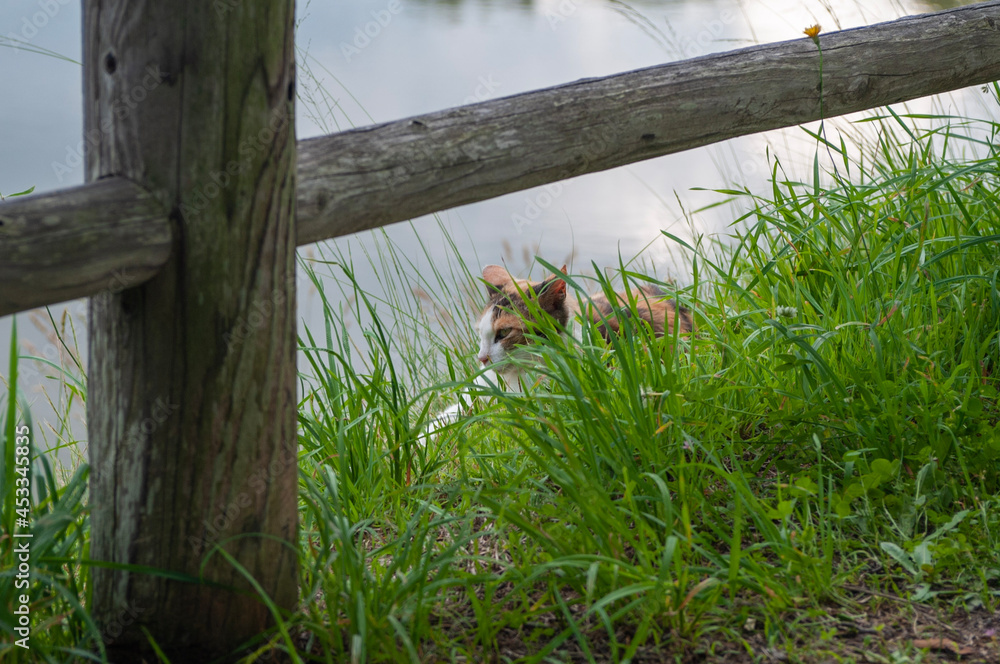 Fototapeta premium squirrel on a fence