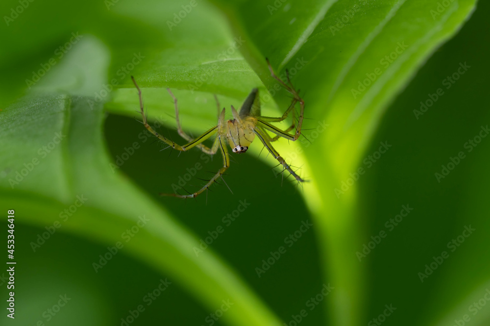 Spider on the tree with nature background Spider on the tree with nature background