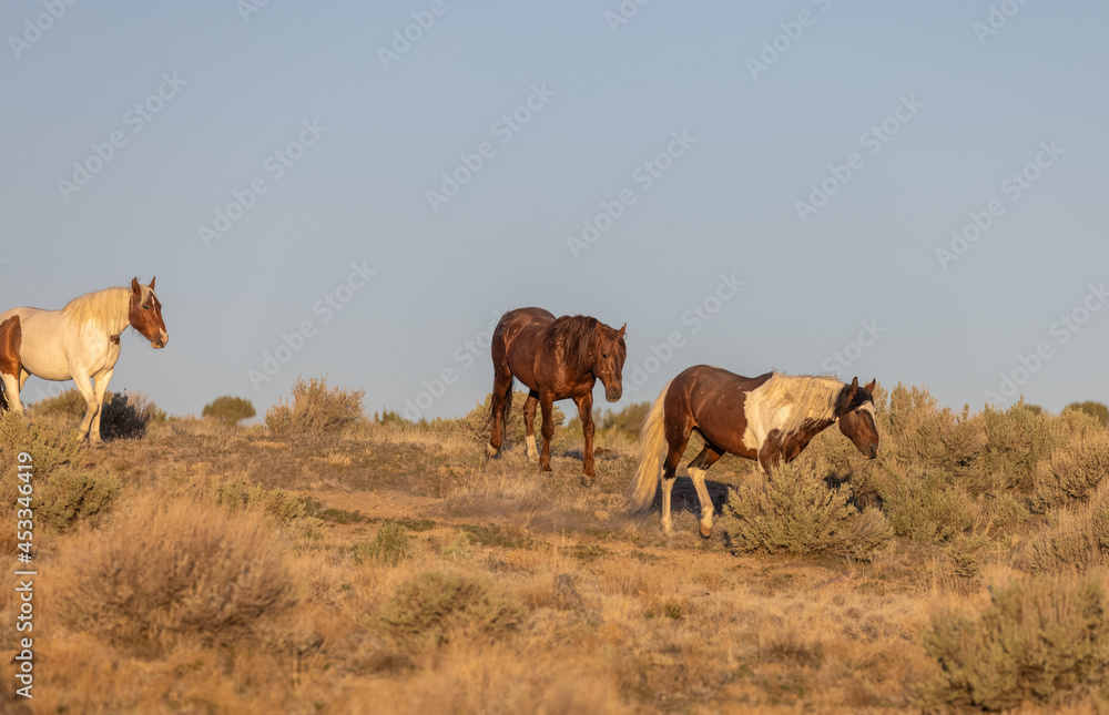 Herd of Wild Horses in the Utah Desert Herd of Wild Horses in the Utah Desert
