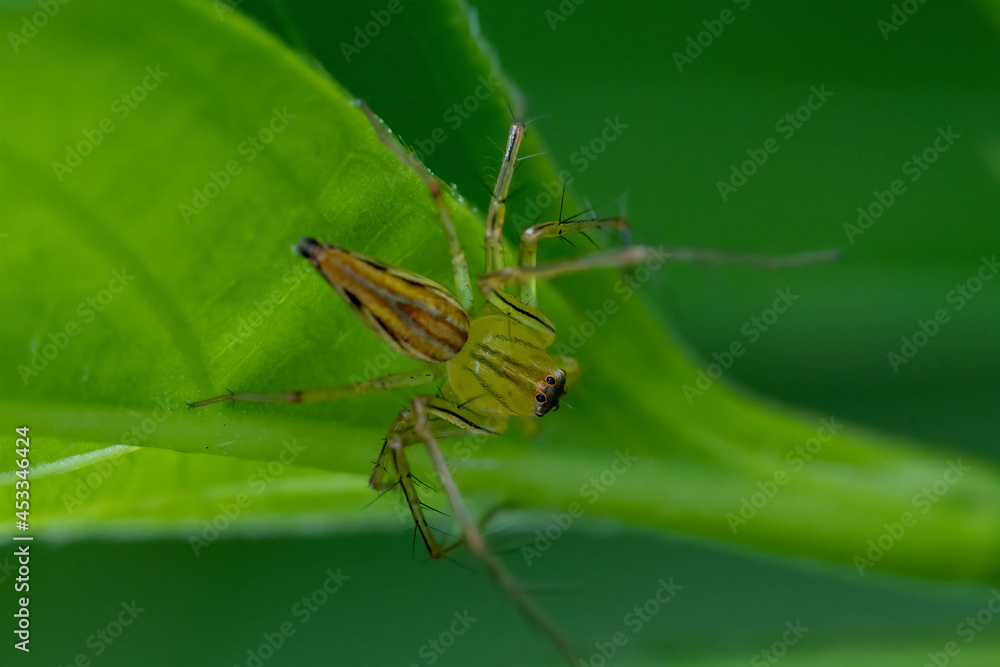 Spider on the tree with nature background Spider on the tree with nature background