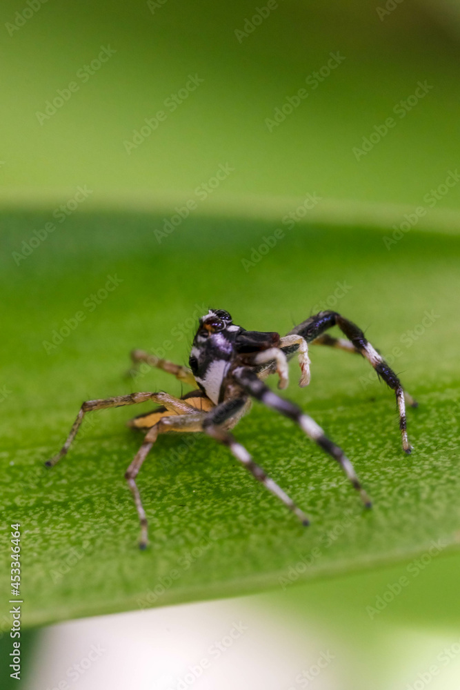 Close-up Spider on the tree with nature background Close-up Spider on the tree with nature background