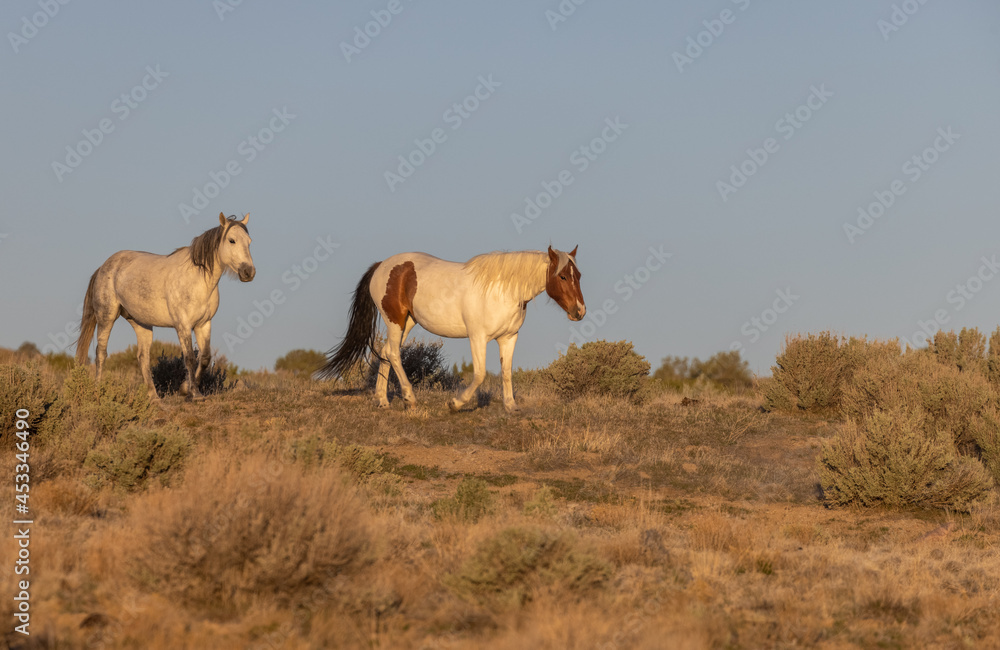 Herd of Wild Horses in the Utah Desert Herd of Wild Horses in the Utah Desert