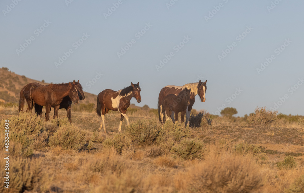 Obraz premium Herd of Wild Horses in the Utah Desert