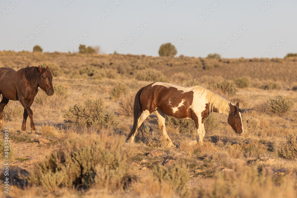 Fototapeta premium Herd of Wild Horses in the Utah Desert