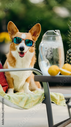 Corgi Summer Pool Party 