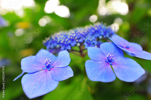Wallpaper Mural forget me not Torontodigital.ca