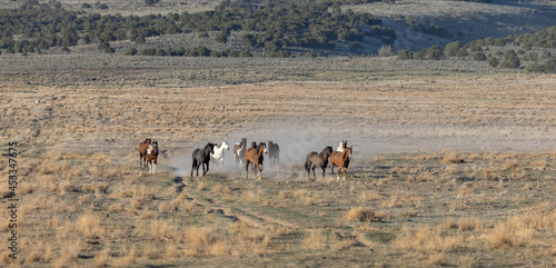 Wallpaper Mural Herd of Wild Horses in the Utah Desert Torontodigital.ca
