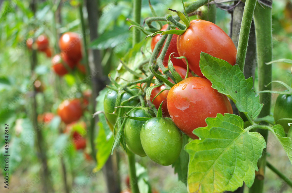 Tomatoes are grown in the open ground
