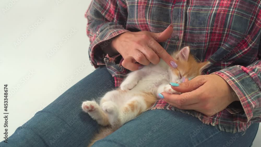 A little kitten sleeps on a woman's legs while being petted by hand A little kitten sleeps on a woman's legs while being petted by hand